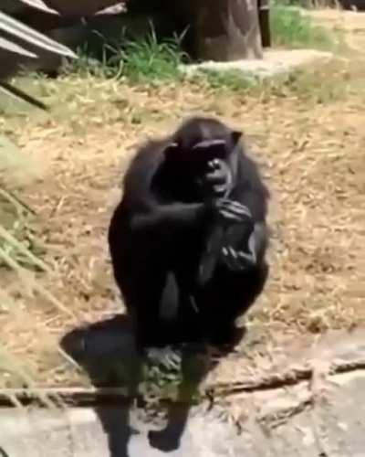 El moai cada 10 segundos 🗿