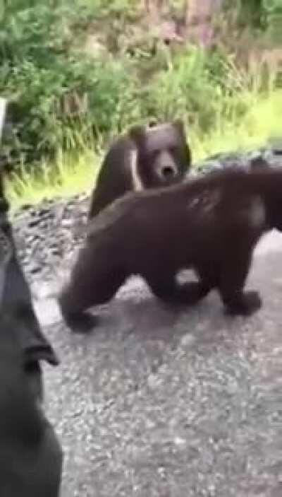 Trying to pet a bear cub!