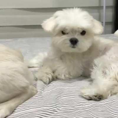 When you realize asking for a brother was a mistake