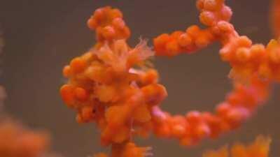 🔥 Orange Pygmy Seahorse camouflaged to match the coral