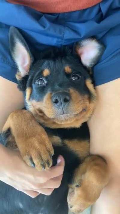 I think my puppy has transformed into a new species: A rottweiler rabbit 🐰🥰