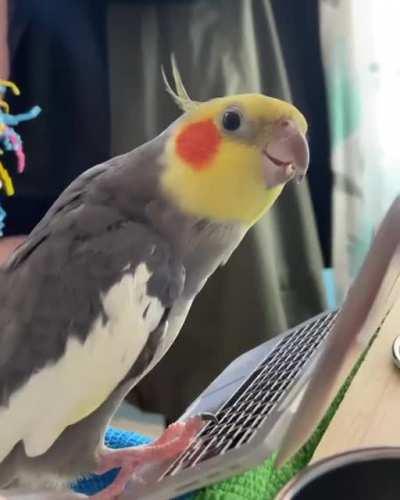 Bird using the laptop? He do be using antivirus protection and two factor authentication tho