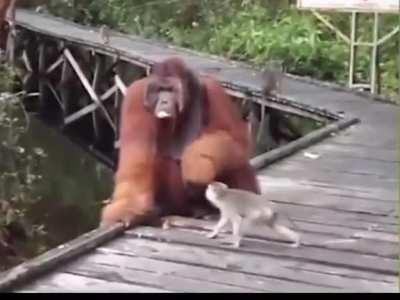 That poor monkey was only playing