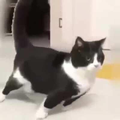 arab cat but not a screen recording