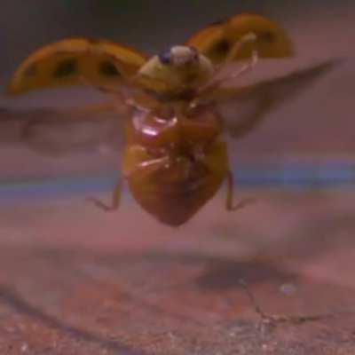 Ladybug takeoff in slow motion, 85 wing flaps per second