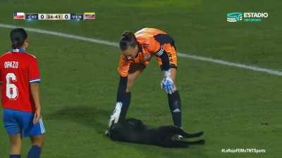 During the Chile vs Venezuela soccer game a good dog runs on to the field and demands belly rubs from the players