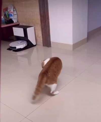 Catculated Effort To Trick His Own Tail