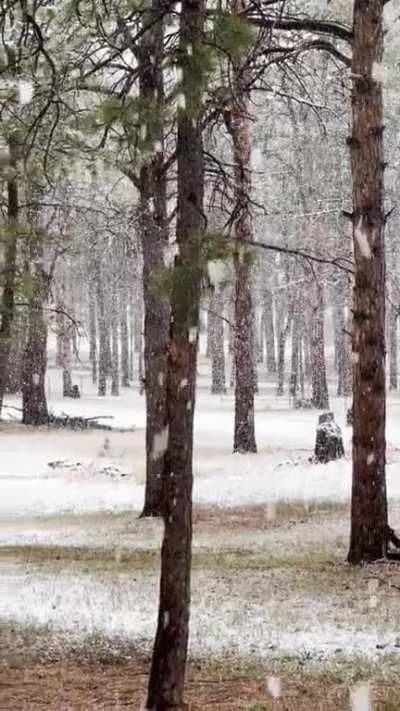 Huge snowflakes in Black Forest right now.