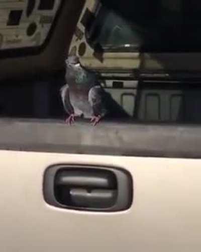 BeelcitosMemes - Video #1225