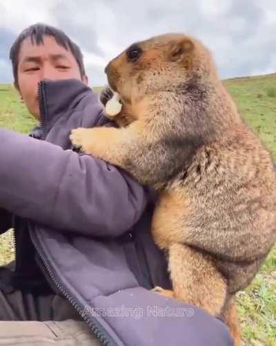 A groundhog can't contain his love for biscuits