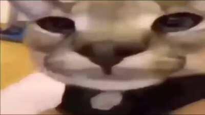 mfw trabis scoot burber at mgdowells