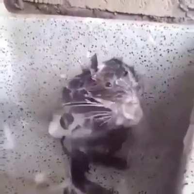 Rat in the shower 🥵