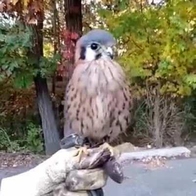 Interesting bird