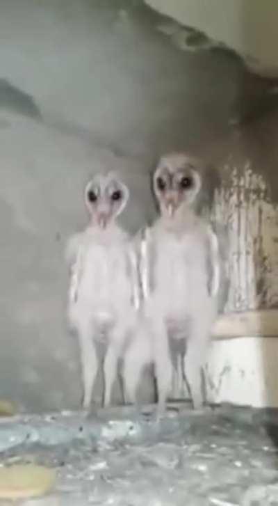 Baby Owls