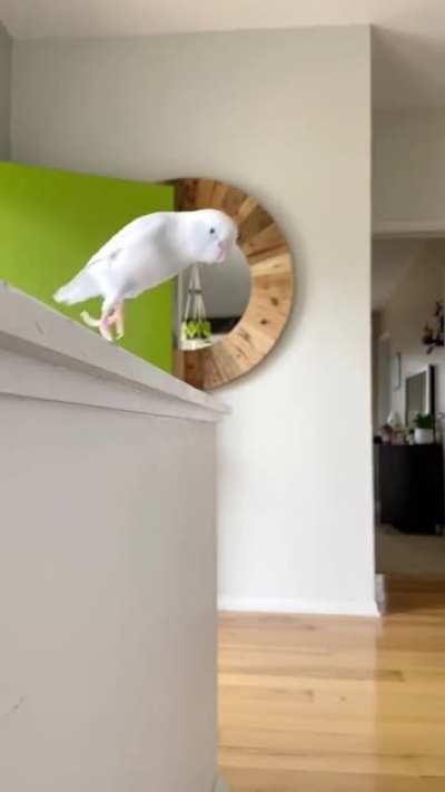 Arlo the beautiful Pacific Parrotlet is coming in hot...