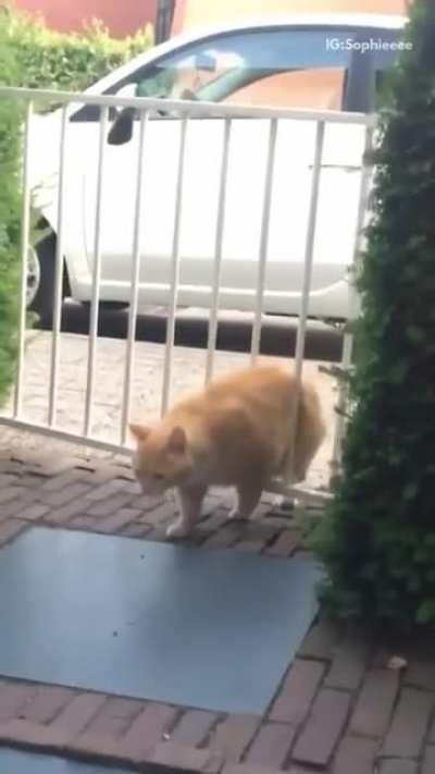 When you're just trying to take a walk and the gate randomly attacks you