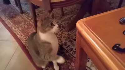 Kitty Versus Chocolate Egg!