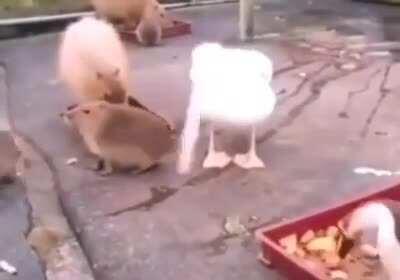 Bethany was just not herself after the divorce. She was acting out, desperate for attention. This latest stunt had made its way onto local news - “Avian arrested after public display of fowl play in park.”