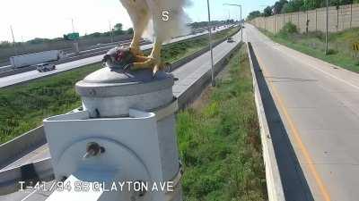 Hawk eats rat in front of traffic camera. 