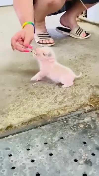 Smol Oinky Boinky drinking milk