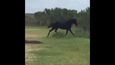 And meanwhile I’m getting bucked from my “war horse” that sees a black bear running away from the trail....