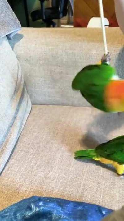 Sometimes a single chopstick > expensive toys