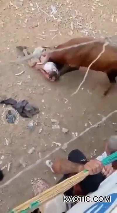 Dude gets wrecked by a Bull. Jesus Christ 