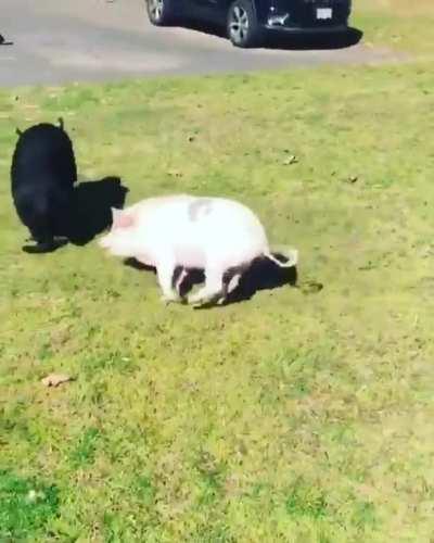 Just some zoomies with a friend