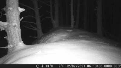 Wildkamera hat einen Wolf erwischt. Könnt ihr erkennen was der da jagt?