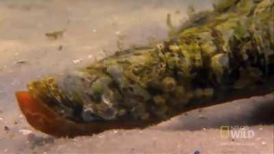 That's a horse conch, They really knew what they're doing.💀💀💀