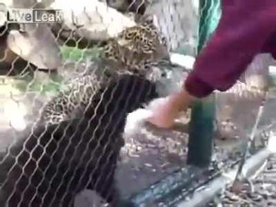 Bullying black panther