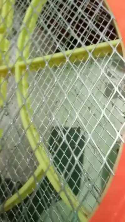 Bastard Electrocuted