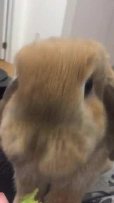 Weeknight treat time. I get red wine, he gets carrots and celery.