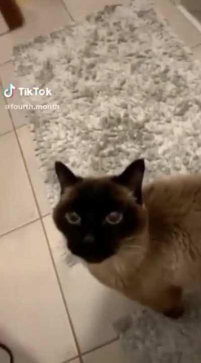 He doesn’t know how to meow
