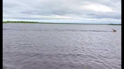 The adrenaline of this scene where a buck swims for his life from a crocodile
