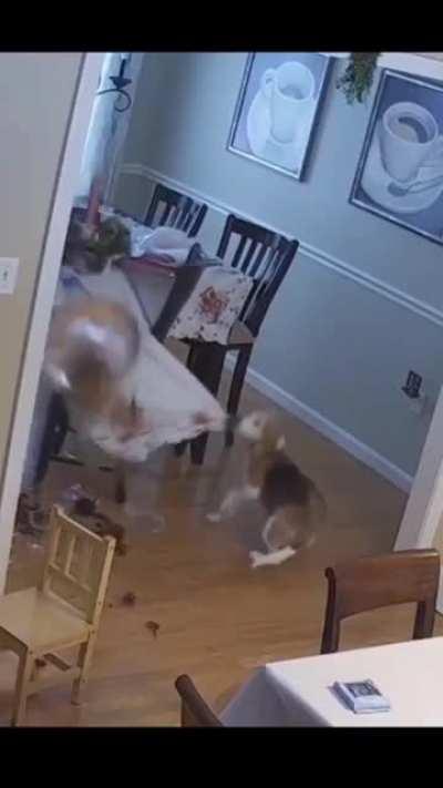 Doggo needs a napkin.