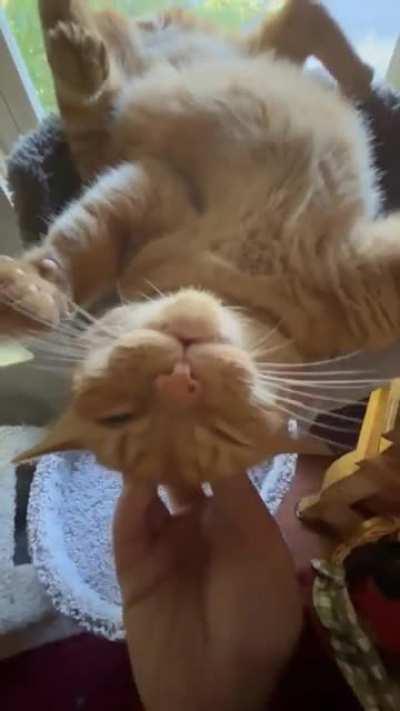 The brain cell loves morning scritches