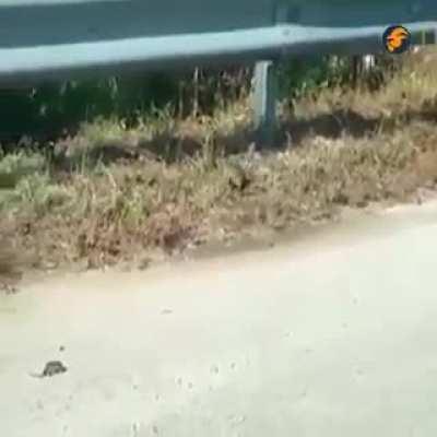 Mother rat fighting for its baby from a snake.