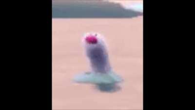 Do Wiglett like to party?