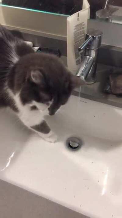Some gentle water taps, plus bonus chomp