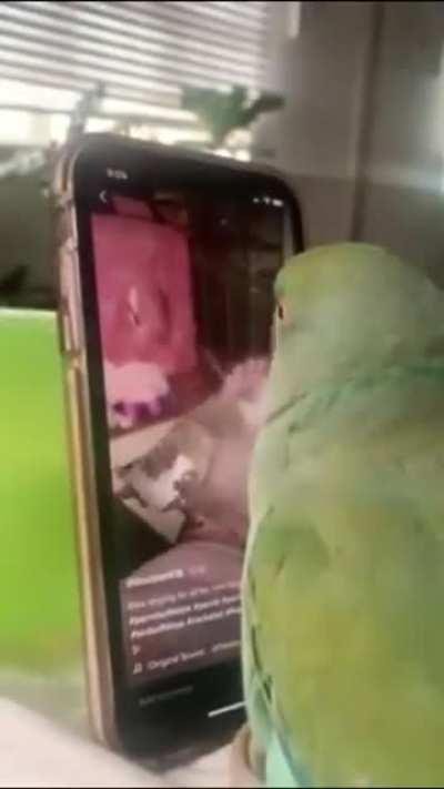 Surfing the internet