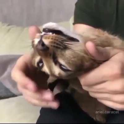 How to shape your cat