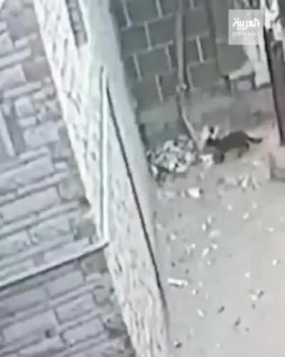 khajit uses too much mana on the trash