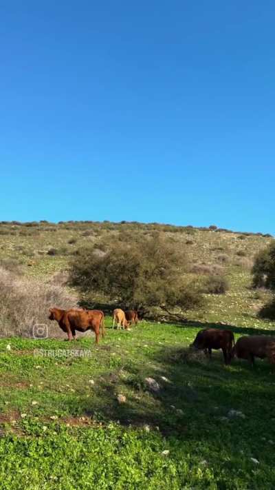 Life in israel without a trending audio.