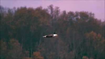 I am a Soaring Eagle...