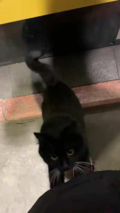 Made a new friend today while filling up gas