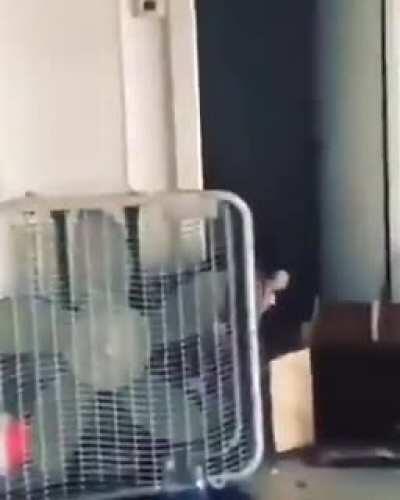 How to get tinnitus in one simple step