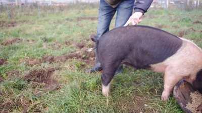 How to uncurl a pig's tail