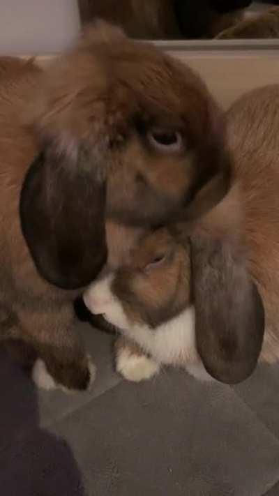 Bug & Chunk enjoying some cuddles the night before they get spayed. Send good vibes to these babies!