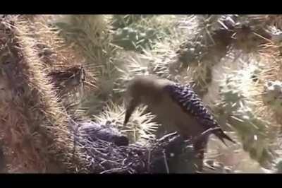 Gila Woodpecker pecking through the skulls of two Mourning Dove chicks to feast on their brains and blood